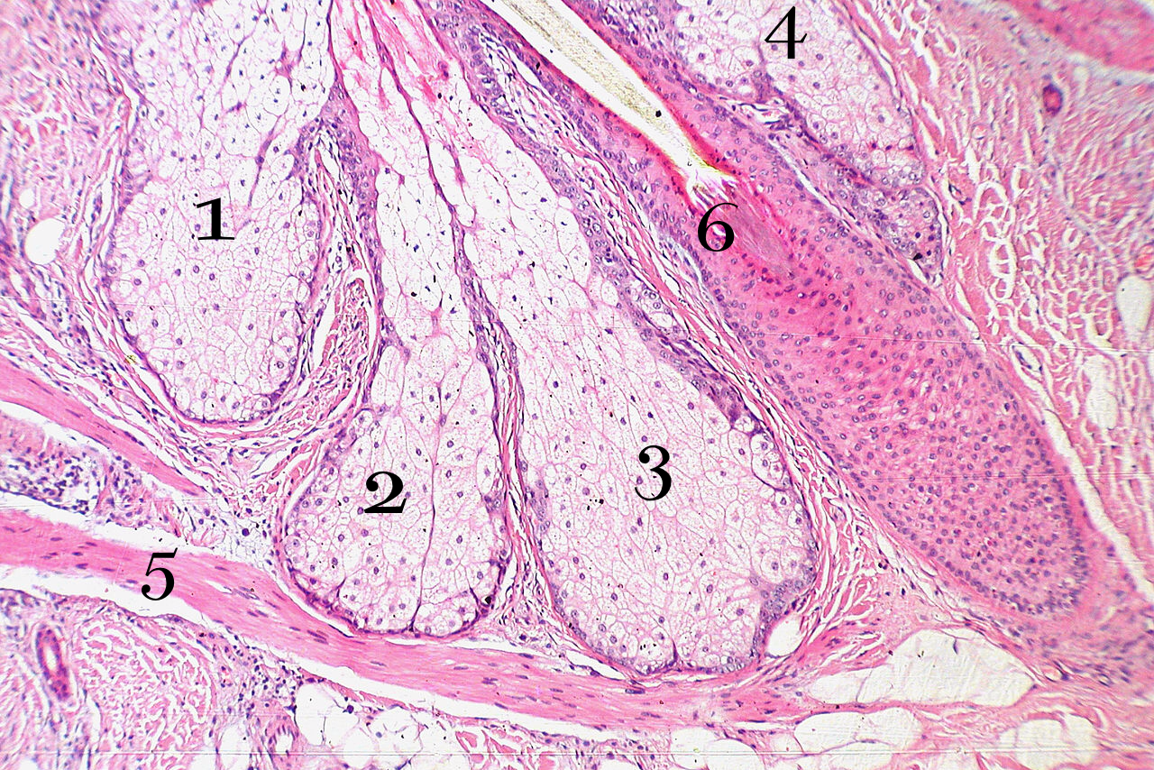 Follicolo-pilo-sebaceo-ghiandole-sebacee-sebociti-microscopio