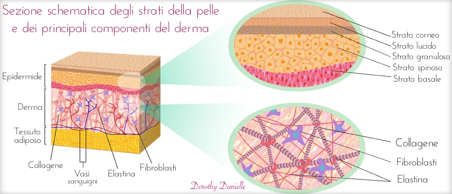 Collagene-fibre-derma-pelle-struttura-cosmetici-collagene-idrolizzato-funziona