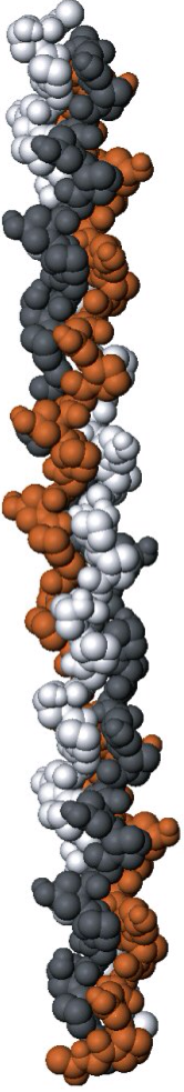 Collagene-struttura-fibre-collagene-cosmetici-marino-idrolizzato