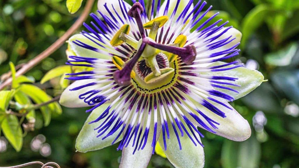 Passiflora-incarnata-extract-inci-ingredienti-cosmetici